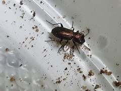 Notiophilus biguttatus