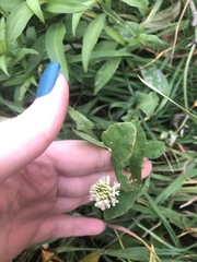 Trifolium repens