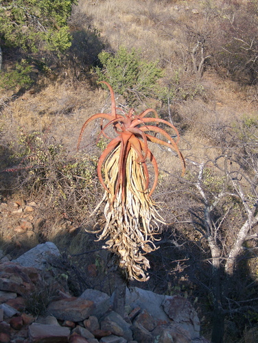 Image of Aloe excelsa by (c) Abby Darrah, some rights reserved (CC BY)