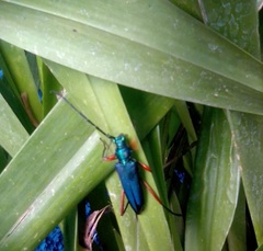 Plinthocoelium chilense