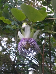 Passiflora actinia