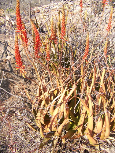 Aloe lutescens, photograph 3