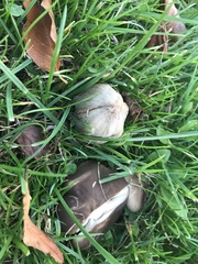 Coprinopsis atramentaria