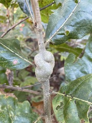Neuroterus rileyi