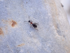 Anthelephila pedestris