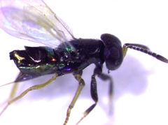 Parectromoides varipes