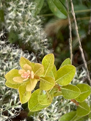 Lyonia fruticosa