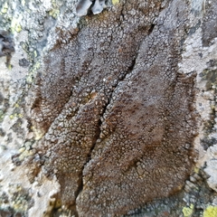 Protoparmelia montagnei