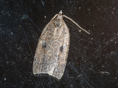 Meritastis polygraphana