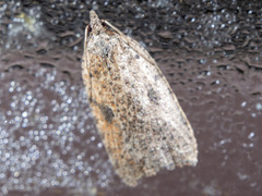 Meritastis polygraphana