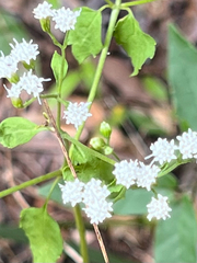 Ageratina jucunda