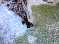 Prostemma sanguineum