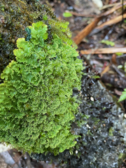 Podostictina pickeringii
