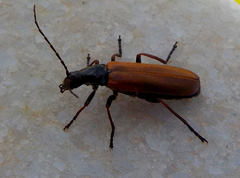 Rhagonycha nigritarsis