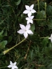 Nicotiana longiflora