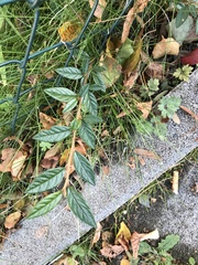Cotoneaster salicifolius