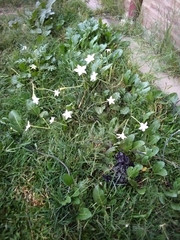 Nicotiana longiflora