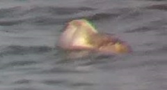 Podiceps cristatus