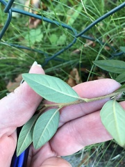 Cotoneaster salicifolius