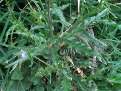 Nicotiana longiflora