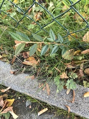 Cotoneaster salicifolius