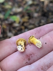 Cantharellus chicagoensis
