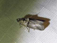 Acrobasis texana