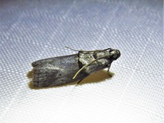 Acrobasis texana