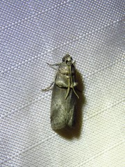 Acrobasis texana
