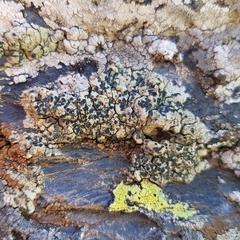 Lecanora sulphurea