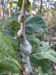 Neuroterus rileyi
