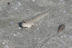 Periophthalmodon schlosseri