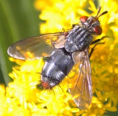 Copecrypta ruficauda