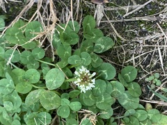 Trifolium repens