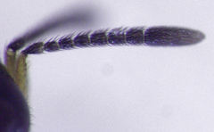 Parectromoides varipes