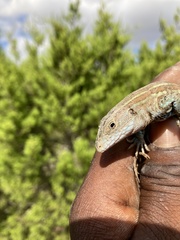 Aspidoscelis gularis
