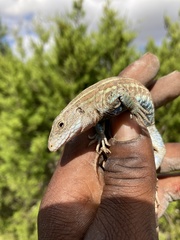 Aspidoscelis gularis