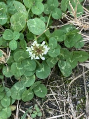 Trifolium repens