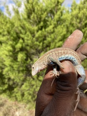 Aspidoscelis gularis