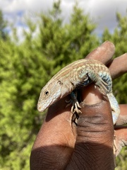 Aspidoscelis gularis