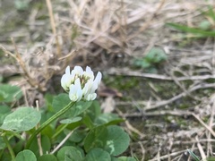 Trifolium repens