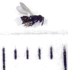 Parectromoides varipes