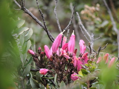 Bejaria