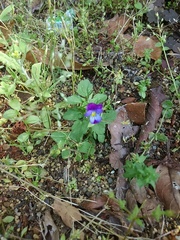 Oxalis corniculata