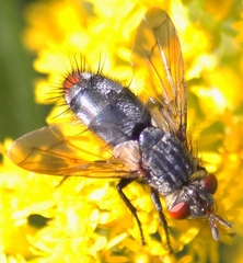 Copecrypta ruficauda