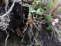 Bejaria