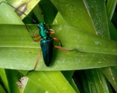 Plinthocoelium chilense