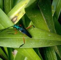 Plinthocoelium chilense