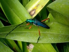 Plinthocoelium chilense