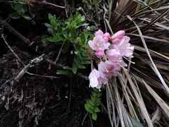 Bejaria
